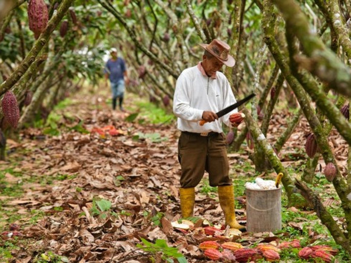 cacao