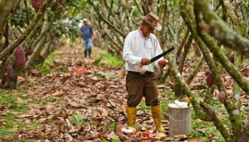 cacao