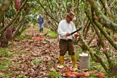 cacao