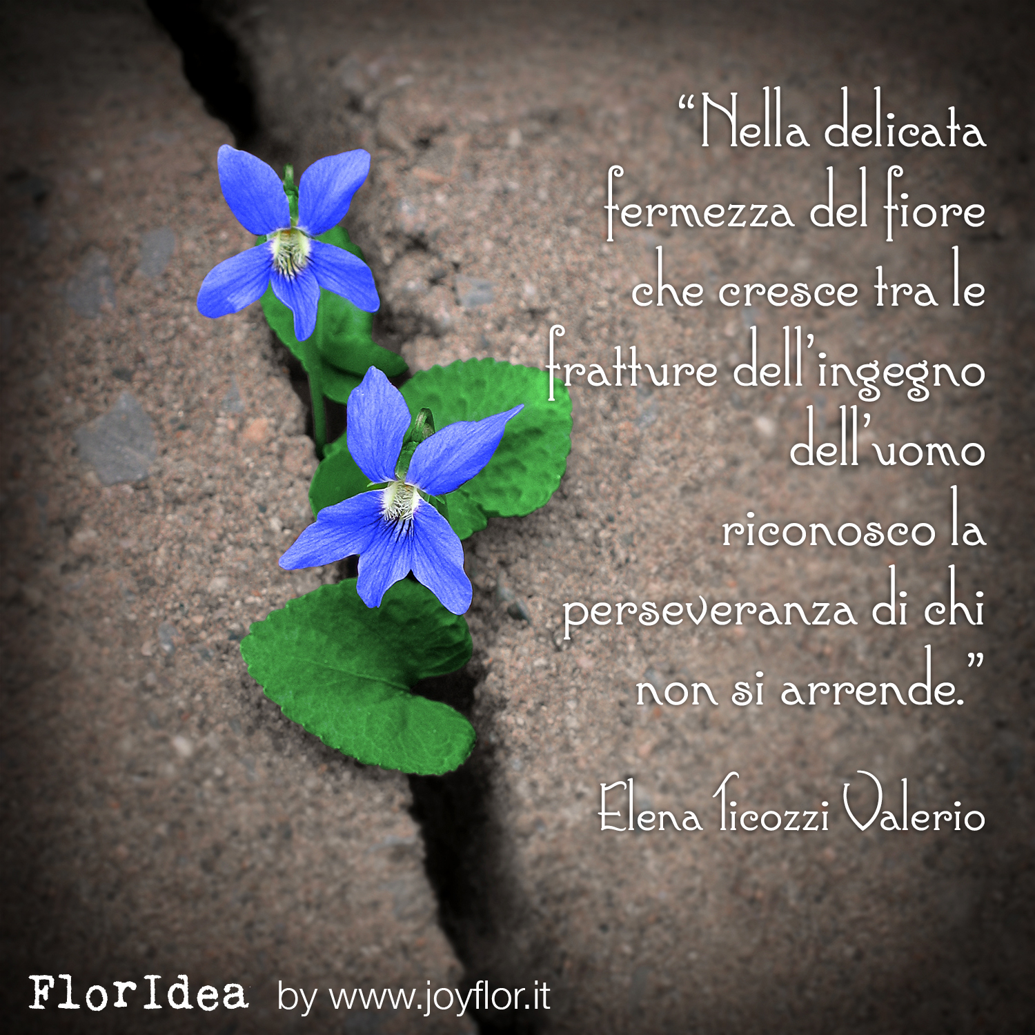 floridea-elena