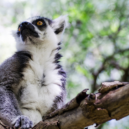 Origine Madagascar